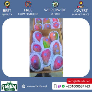 มะม่วงสด100% ผลไม้ธรรมชาติรสชาติอร่อยดั้งเดิมจากแหล่งกำเนิดของอียิปต์ - Product Image 6