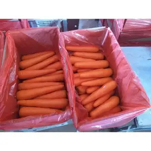 Carotte rouge fraîche, prix de gros, peau lisse, qualité supérieure, vendeur de carottes fraîches, thaïlande, exportation de légumes frais