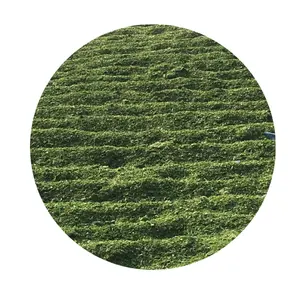 ผงสาหร่ายสีเขียวอบแห้งเวียดนาม-ulva Lactuca สาหร่ายทะเลที่มีคุณภาพสูง/คุณลิมา - Product Image 1