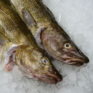Morue de l'Atlantique (Gadus Morhua) IQF/BQF Fournisseur en gros de produits congelés en vrac en provenance de Norvège - Product Image 2