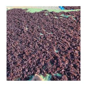 Wildcraft Organic Sun Dry Irish Sea Moss sin sal de Vietnam Purple SeaMoss Materia prima para hacer gel de musgo marino - Product Image 5