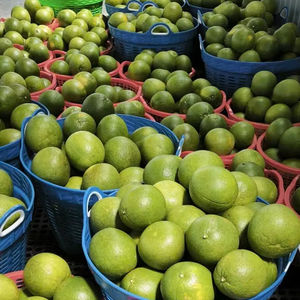 Pomelo Verde Fresco de Vietnam, Toronja de Pulpa Rosa Dulce y Jugosa, Fruta Cítrica de Calidad Premium para Exportación, Vida Útil de 60-90 Días - Product Image 1