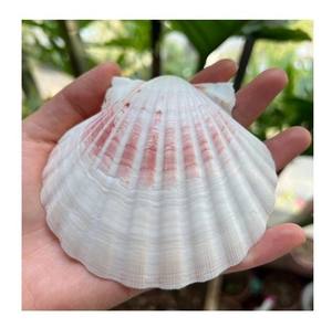 La concha de vieira seleccionada a mano ayuda a los chefs y catering a elevar la presentación de la comida y atraer la atención del cliente - Product Image 1