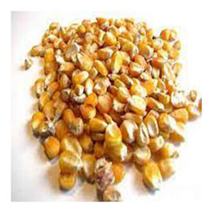 Maíz amarillo OEM/maíz para alimentación animal/maíz amarillo para alimentación de aves de corral al por mayor material de alto fabricante con tarifa barata - Product Image 1