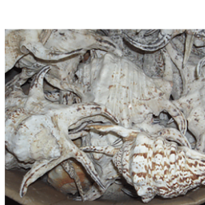 Lambis Chiragra Grade B Bijoux en coquillage sculpté motif de coquillage blanc grande taille 20-25cm divers types - Product Image 4