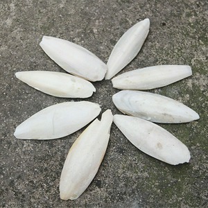 Vente en gros au prix le moins cher os de seiche de haute qualité os de seiche pour la nourriture des oiseaux du Vietnam - Product Image 3