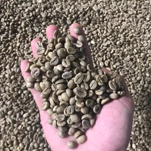 Robusta kahve islak cilalı Premium yeşil kahve çekirdekleri SCR16 sc18 SCR13 //WA0084838366717 (Ms.Lyna)