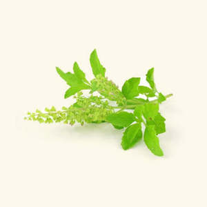 Huile aromatique mélangée au Tulsi (Basilic sacré) pour rehausser la saveur et le parfum des aliments - Product Image 1