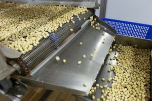 เมล็ดบัวแห้ง เกรด A ราคาส่งถูกจากเวียดนาม - Product Image 6