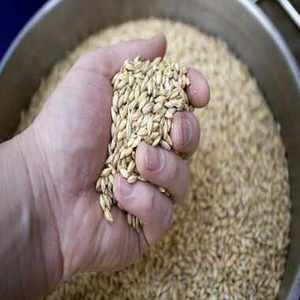 Grano de Cebada / Grano de Cebada Maltada / Grano de Cebada Descascarillada a Precio Competitivo - Product Image 2