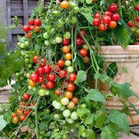 GARTENPERLE 0.3G Graines de tomates cerises biodégradables en fibres végétales pour potager