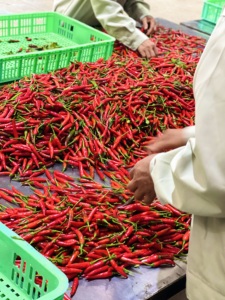 Premium Vietnam Bird Eye Chili Fresh Spicy Red Pepper Farm Exportación directa y al por mayor - Product Image 5
