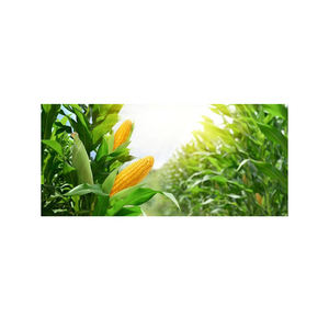 Maíz amarillo sin OGM para consumo humano Maíz dulce seco Proveedores de maíz exquisito - Product Image 2