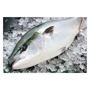 Filet de Hamachi Premium SP Congelé, Faible en Glucides et Sans Matières Grasses Trans, Pack de 25 kg en Gros, Origine Allemagne - Product Image 6