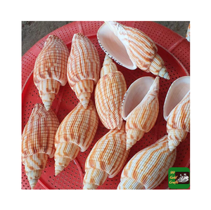 Vente chaude 9-10cm coquille d'oursin coquille de conque vert tacheté oursin spécimen marin mariage décoration de la maison - Product Image 3