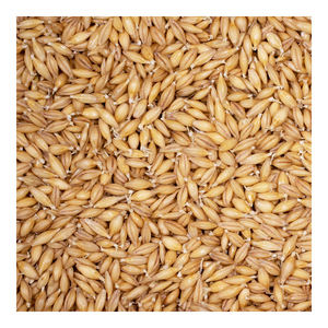 Bulk <b>barley</b> grain wholesale supply for distributors and global trade - Product Image 2