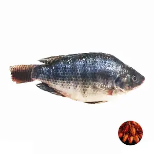 تيلابيا عالية الجودة تتميز بالأسماك العذبة مثالية للمرور معها وتقديمها كأكواب التاكو