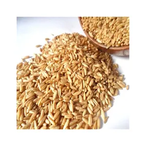 Pakan hewan gandum barley untuk produksi makanan gandum gandum gandum kualitas bagus untuk dijual
