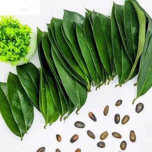 Feuilles de corossol séchées naturelles Feuilles de corossol, feuilles de corossol séchées biologiques, Guanabana, Graviola, Annona Muricata - Product Image 4