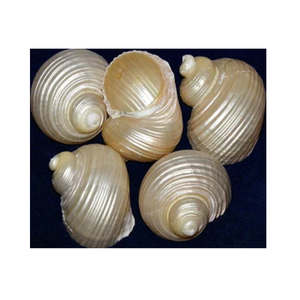Turbo Shell Centerpiece Ocean Elegance para hogares - Product Image 5
