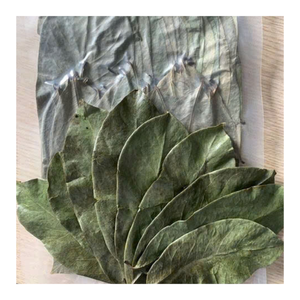 Soursop séché Graviola Leaf Favor Tea Boisson à base de plantes pour usage quotidien Soutient l'équilibre immunitaire, la désintoxication et l'effet d'amélioration du sommeil - Product Image 1