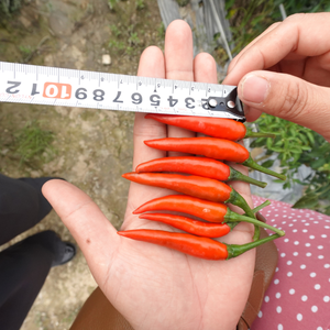 Piment rouge et vert Jinta de haute qualité, frais et congelé, entier directement du Vietnam, traitement des matières premières, meilleur prix piment - Product Image 5