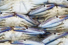 IQF Frozen Blue Swimming <b>Crabs</b> with Roe - Product Image 6