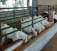 Bâtiment commercial pour élevage de moutons et chèvres, en acier léger préfabriqué, soudé, découpé et plié, qualité supérieure, Marque Makamane, Modèle 002