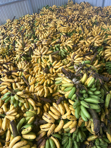 Chips de Jackfruit Séchées Croustillantes, Collation Naturelle de Fruits Tropicaux, Exportation - Product Image 4
