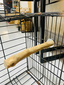 Perchoir simple en bois de café et d'olivier JAVA pour mâcher et pour perroquet avec logo, provenant de BLUE LOTUS VIETNAM - Product Image 4