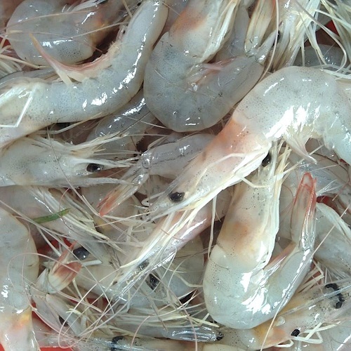 Frozen Penaeus Vannamei udang dan udang/makanan laut menjual segar