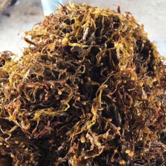 Сушеные Порошковые Водоросли Sargassum из Вьетнама/Ms. Jenny + 84 98 929 5791