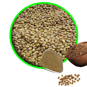 Berseem Clover | Bueno para soluciones de forraje para clima frío - Product Image 3