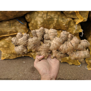 ขิงสดเกรดสูงที่มีกลิ่นตัวหนาผิวเรียบเนียนขนาดสม่ำเสมอเหมาะสำหรับใช้ในครัวทุกวันอาหารจำนวนมาก - Product Image 4