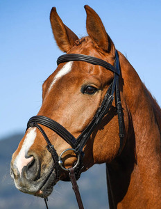 ดรสเซจ บริดเดิลแบบดั้งเดิม - Product Image 4