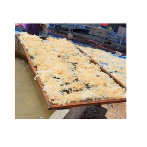 สาหร่าย Eucheuma cottonii แห้งดิบเก็บเกี่ยวจากพื้นที่ชายฝั่งทะเลที่สะอาดพร้อมส่ง - Product Image 5