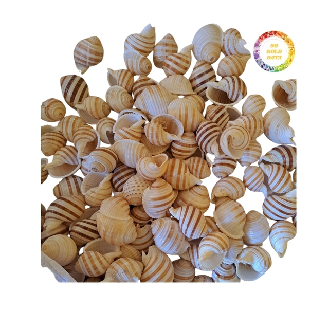 Clean Dried Snail Shell Suitable for Animal Feed, Crafts, Eco Friendly, Fast Lead Time, Export Standard