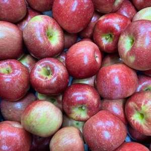 Manzanas Gala Deliciosas de Primera Calidad - Cosecha Fresca - Calidad de Exportación a Granel - Product Image 2