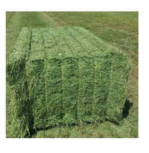 Heno de alfalfa a precio muy barato/calidad Rhodes Grass Hay Alfalfa - Product Image 1