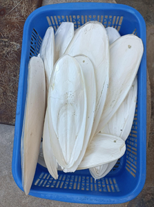 Hueso de Sepia Seco Natural, 85% Calcio y Minerales Esenciales, Suplemento 100% Orgánico, Sin Blanquear, Juguete para Aliviar el Estrés. - Product Image 3