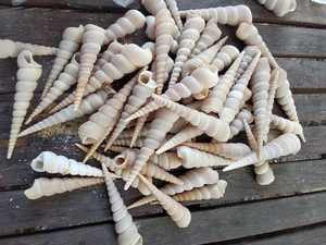 SOURCE MINÉRALE DE COQUILLE DE MER NATURELLE PURE POUR LE SYSTÈME IMMUNITAIRE SUPPORT INGRÉDIENT D'ÉTIQUETTE PROPRE - Product Image 6