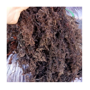 Algues séchées mousse de mer irlandaise Eucheuma Cottonii grande taille pour salade de mousse de haute qualité pour l'exportation - Product Image 1