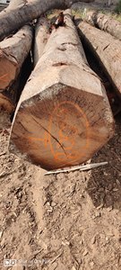 Gỗ sồi đỏ cho cabin đăng nhập bản ghi gỗ sồi đỏ cho cửa ra vào và cửa sổ - Product Image 2