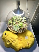 Terrariums en verre avec lampe de culture LED à spectre complet, lampe de table pour plantes succulentes, décoration de micro-paysage