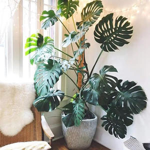 Kit de 4 poteaux en plastique recouverts de mousse avec attaches pour support de plantes Monstera intérieures/extérieures, en stock aux États-Unis, prêt à être expédié - Product Image 1