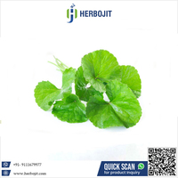 Poudre d'extrait d'herbe de Gotukola Herbojit International, 100% pure et naturelle, fabriquée en Inde, de qualité supérieure, poudre végétale à base de plantes fines