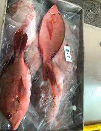 Buena Oferta de Pargo Rojo Congelado Entero, Orgánico, Bajo en Sodio, de Primera Calidad, de EE. UU. - Product Image 5