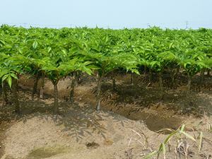 Esponja de Konjac orgánica ecológica japonesa, esponja de maquillaje facial al por mayor para una piel sana - Product Image 6