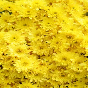 Indian Export quality Fall Daisy / Golden Flowers Export to Montenegro / Greece / Liechtenstein from India