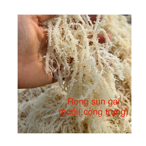 มอสทะเลดิบปลอดเกลือ | เนื้อ branchy | ทำความสะอาดและอบแห้งตามธรรมชาติ | 2025ส่งออกคุณภาพสูง - Product Image 3